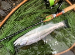 ヤマメの釣果