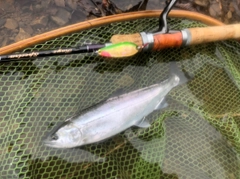 ヤマメの釣果