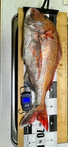 マダイの釣果