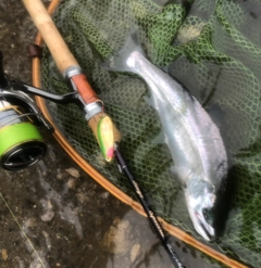 アマゴの釣果