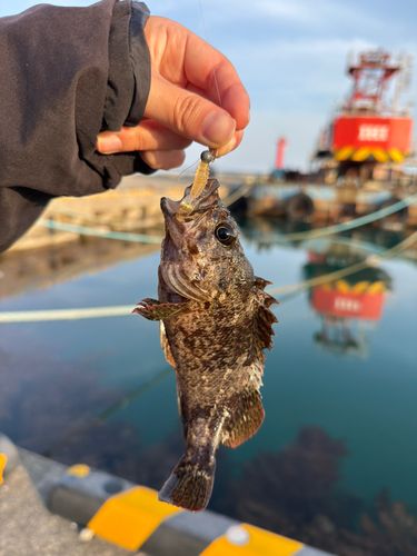 ムラソイの釣果