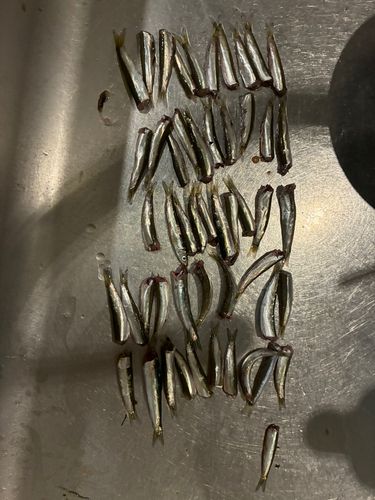 ウルメイワシの釣果