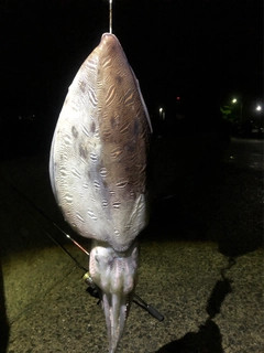 モンゴウイカの釣果