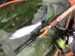 ヤマメの釣果