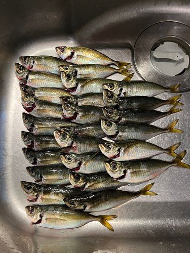 アジの釣果