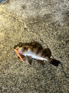 アカメバルの釣果
