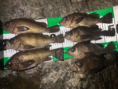 メバルの釣果