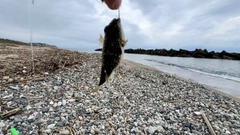 クサフグの釣果