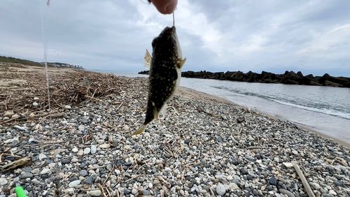 クサフグの釣果