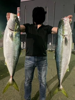 ブリの釣果