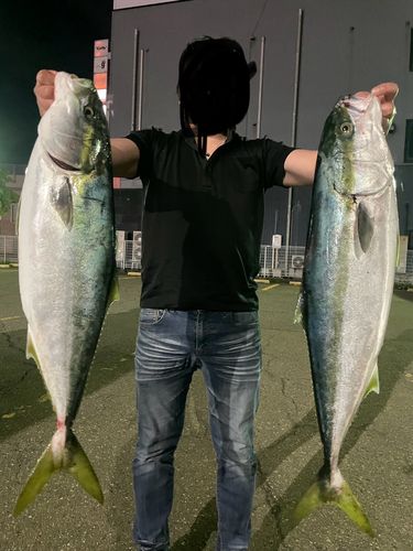 ブリの釣果