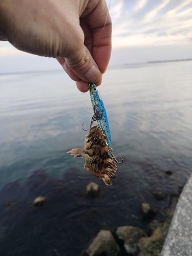 クロソイの釣果
