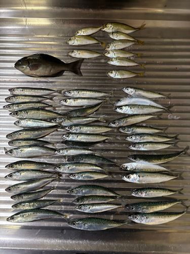 サバの釣果