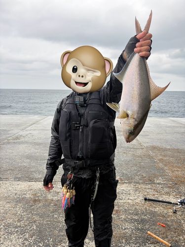 ヒレナガカンパチの釣果