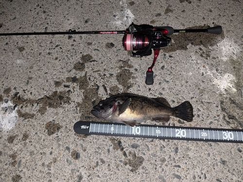 クロソイの釣果