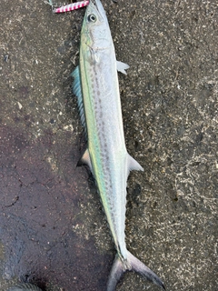 サゴシの釣果