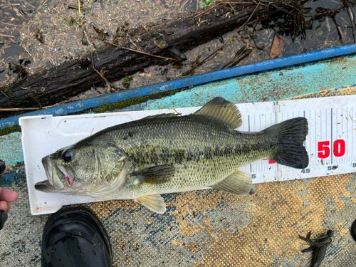 ブラックバスの釣果