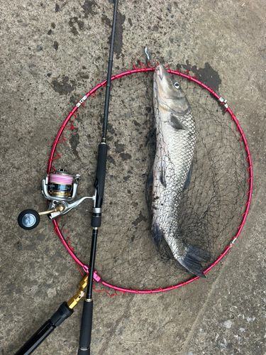ニゴイの釣果
