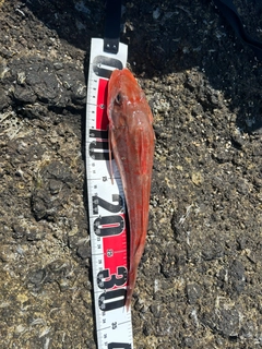 ホウボウの釣果