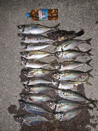アジの釣果