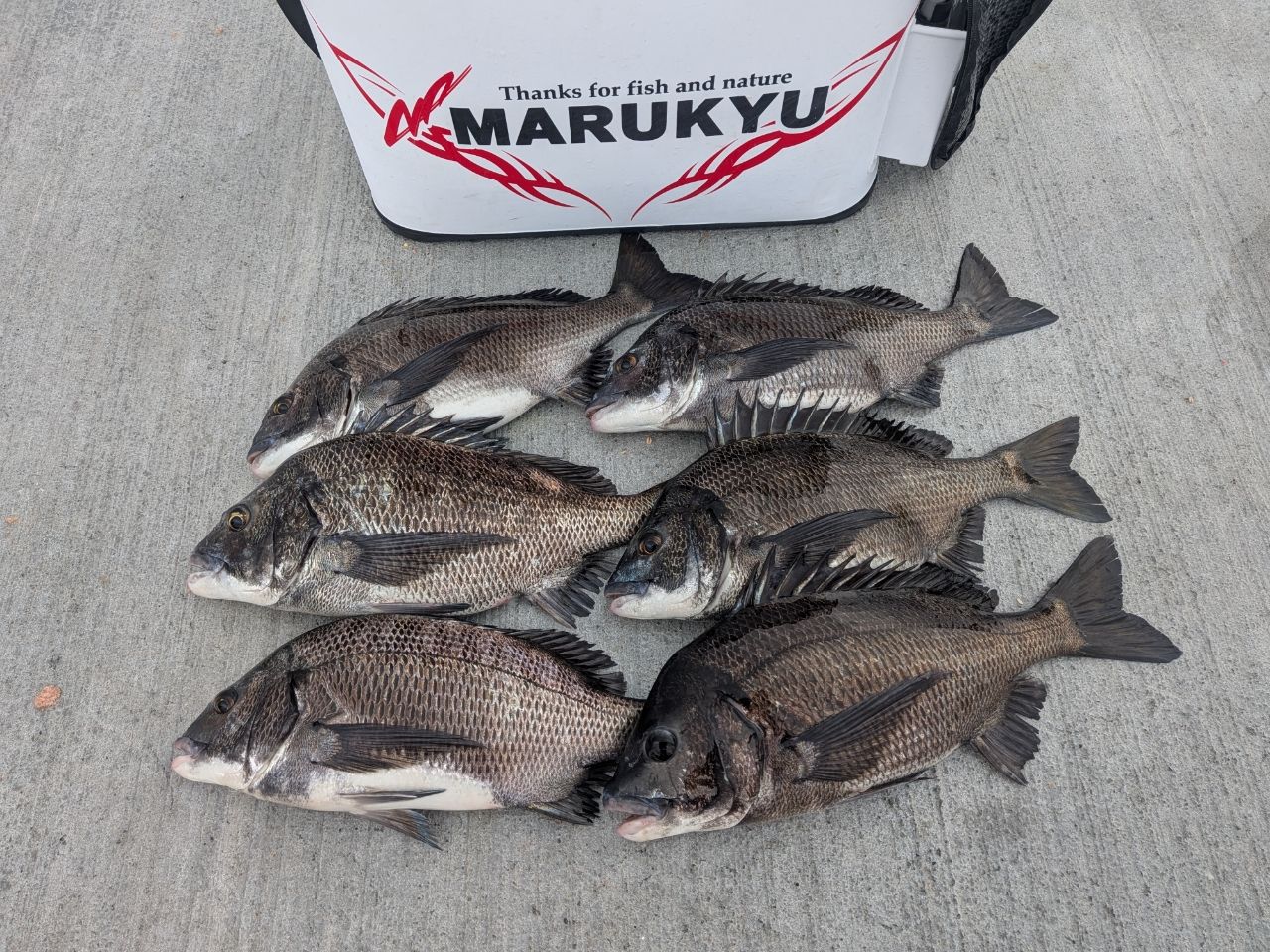 SHIMANO 21鱗海スペシャル 0.6-500の最安値・インプレ・釣果 | 本音の