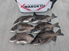クロダイの釣果