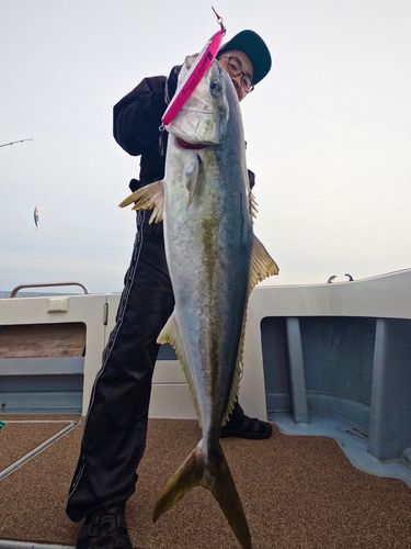 ヒラマサの釣果