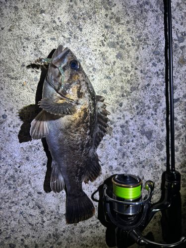 クロソイの釣果