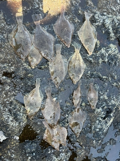 マガレイの釣果