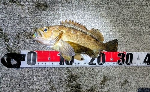 エゾメバルの釣果