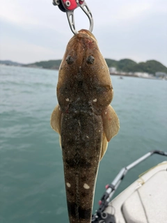 マゴチの釣果