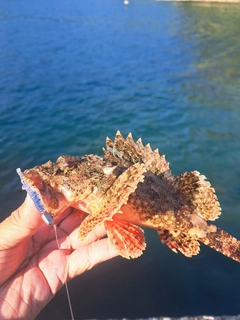 オニカサゴの釣果