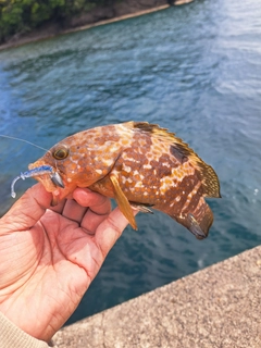 アコウの釣果