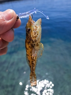 アナハゼの釣果