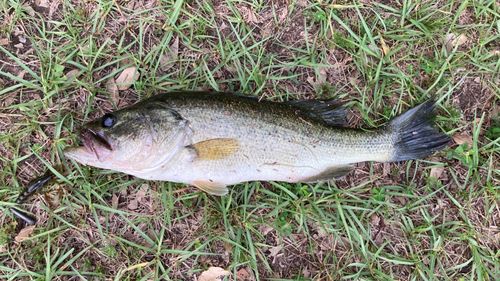 ブラックバスの釣果