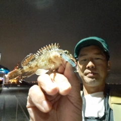ガシラの釣果