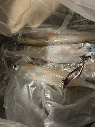 ヤリイカの釣果