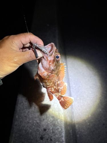 カサゴの釣果