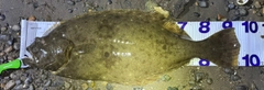 ヒラメの釣果