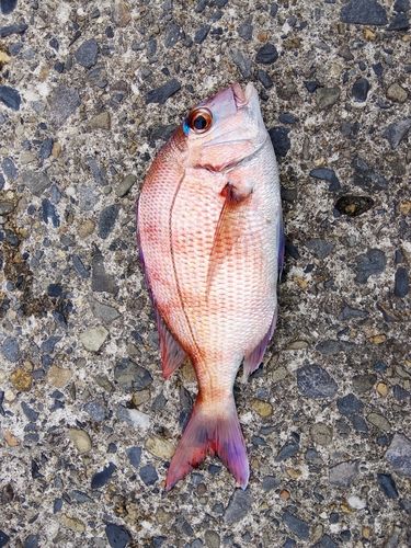 マダイの釣果