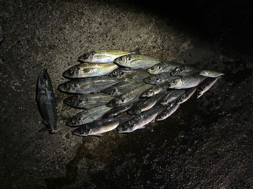 アジの釣果
