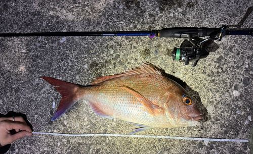 マダイの釣果