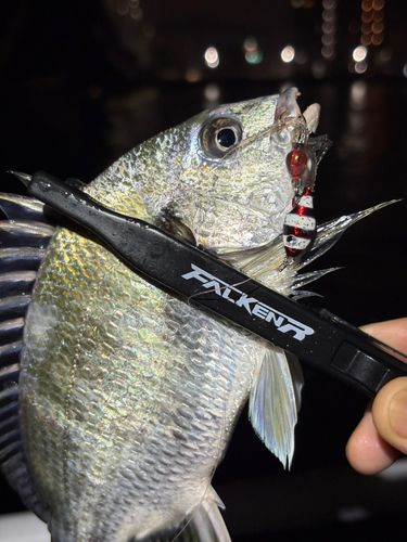 キビレの釣果