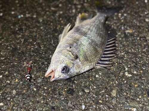 キビレの釣果