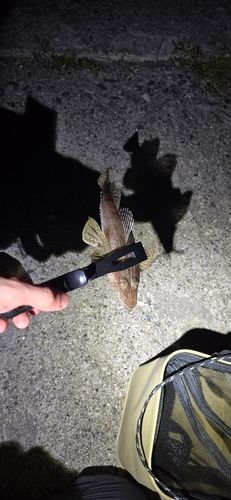 メゴチの釣果