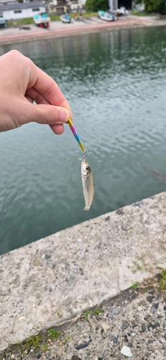 シロギスの釣果