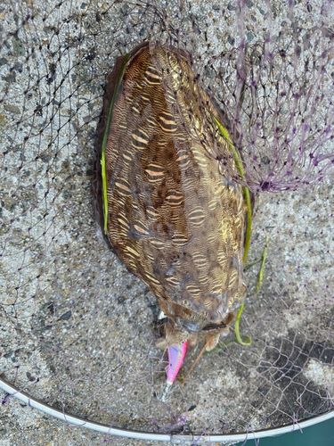 コウイカの釣果