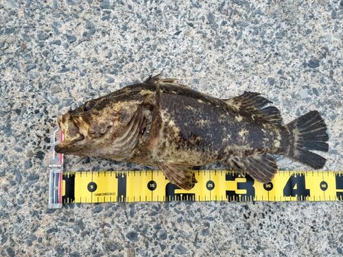 タケノコメバルの釣果