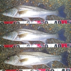 フッコ（マルスズキ）の釣果