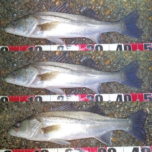 フッコ（マルスズキ）の釣果